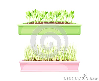 Microgreens in boxes set. Organic herb plants for healthy nutrition vector illustration Vector Illustration