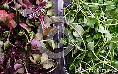 Microgreens broccoli and red rambo radish Stock Photo