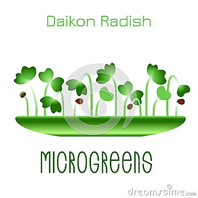 Microgreens Daikon Radish. Sprouts in a bowl. Sprouting seeds of a plant. Vitamin supplement, vegan food. Vector Illustration