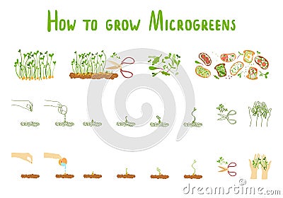 Microgreens. Germination microgreen. Healthly food Vector Illustration