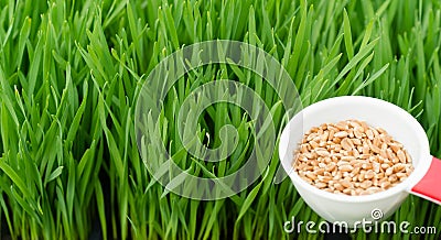 Microgreens Growing Panoramic Wheatgrass Blades Scoop Red Wheat Berries Stock Photo