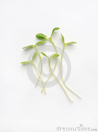 Microgreens isolated on white background. Sunflower seedlings Stock Photo