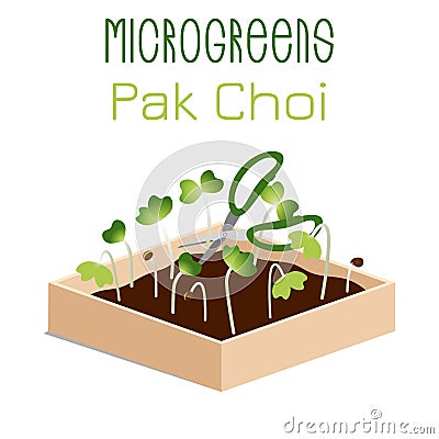 Microgreens Pak Choi. Sprouts in a bowl. Sprouting seeds of a plant. Vitamin supplement, vegan food Cartoon Illustration