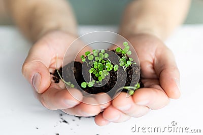 Microgreens sprouts in your hands. Vegan micro-shoots of greens. The concept of healthy eating. Sprouted green seeds, microgreen, Stock Photo