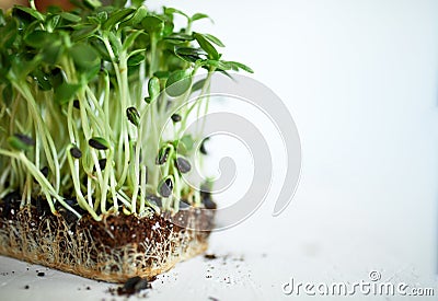 Microgreens sunflower on white background, Vegan micro sunflower greens shoots Stock Photo