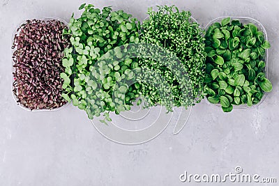 Microgreens. Superfood microgreen sprouts in plastic container close-up Stock Photo