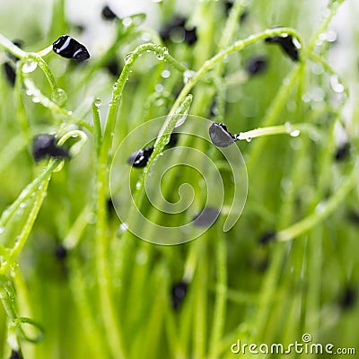 Microgreens on a white background. Onion sprouts on a white background close-up. Microgreen concept Stock Photo