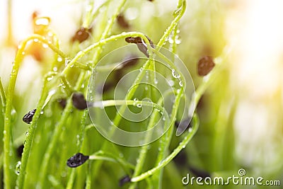 Microgreens on a white background. Onion sprouts on a white background close-up. Microgreen concept Stock Photo