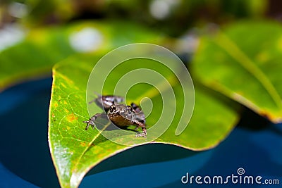 Microhyla achatina - Javan Chorus - Frog Stock Photo