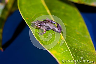 Microhyla achatina - Javan Chorus - Frog Stock Photo