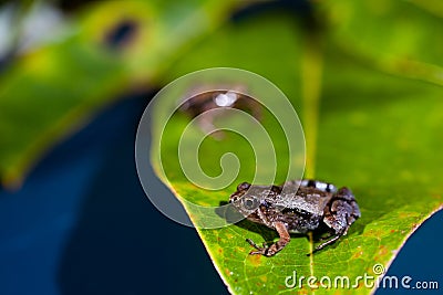 Microhyla achatina - Javan Chorus - Frog Stock Photo