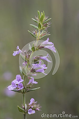 Micromeria graeca plant of the Labiatae family with small purple pink flowers Stock Photo