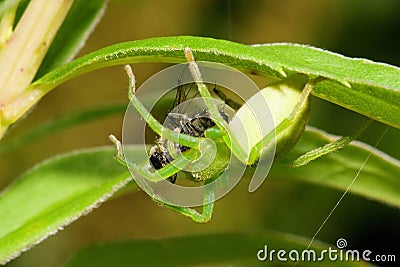 Micrommata virescens Stock Photo