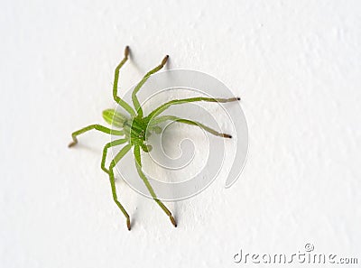 Micrommata virescens green huntsman spider Stock Photo