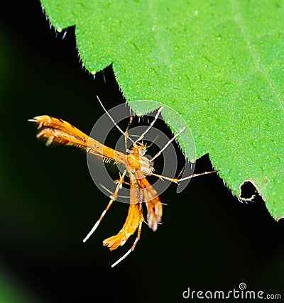 Micromoth Stock Photo