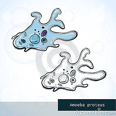 Microorganism Amoeba in sketch style, structure Vector Illustration