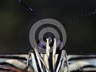 Microphotography of a black and white insect Stock Photo