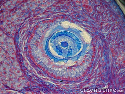 Microphotography of cat ovary optical microscope Stock Photo
