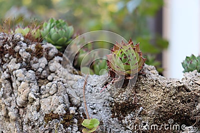 Microphotography of nature in Bosnia and Herzegovina Stock Photo