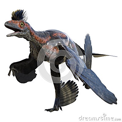 Microraptor dinosaur 3D isolated Stock Photo