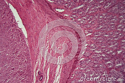 Microscope photo of dog smooth muscle cells Stock Photo