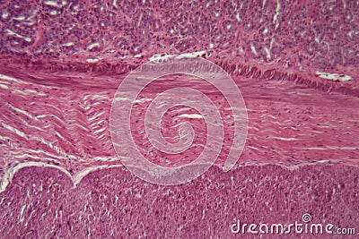 Microscope photo of dog smooth muscle cells Stock Photo