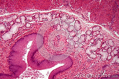 Microscope photo of esophagus cells of a dog Stock Photo