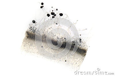 Microscope photography of Aspergillus mold Stock Photo