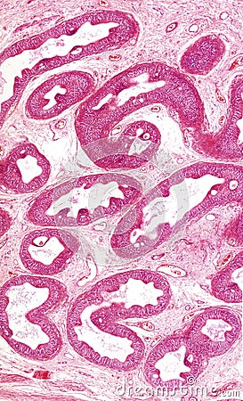 Microscope picture of human epididymis Stock Photo