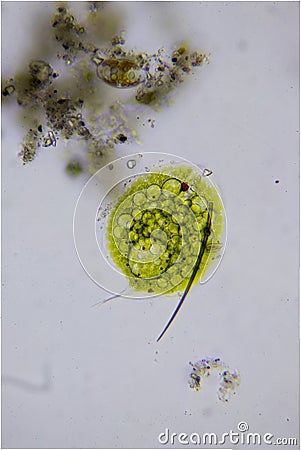 Microscopic algae microphotography Stock Photo