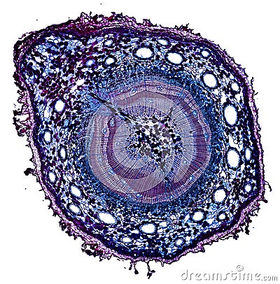 Microscopic cross section cut of a plant stem under the microscope Stock Photo