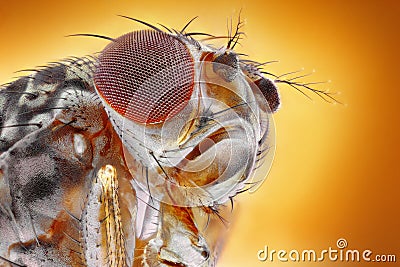 Fruit fly macro Stock Photo