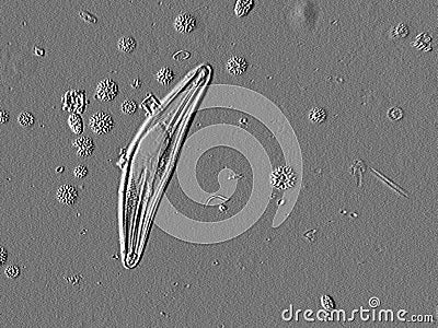 Microscopic Diatom Stock Photo