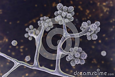 Microscopic fungi Cunninghamella, scientific 3D illustration Cartoon Illustration