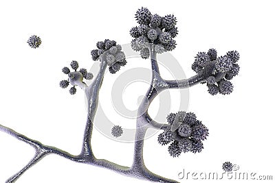 Microscopic fungi Cunninghamella, scientific 3D illustration. Pathogenic fungi from the order Mucorales, cause Cartoon Illustration