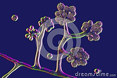 Microscopic fungi Cunninghamella, scientific 3D illustration. Pathogenic fungi from the order Mucorales, cause Cartoon Illustration