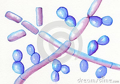 Microscopic fungi Trichosporon, hand-drawn watercolor illustration showing septate hyphae, pseudohyphae, and Cartoon Illustration