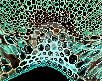 Microscopic leaf section Stock Photo