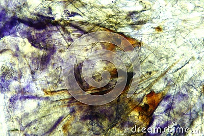 Microscopic micrograph of moth parts Stock Photo