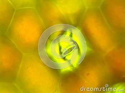 Microscopic photograph of under side of Zebrina pendula leaf showing stoma Stock Photo