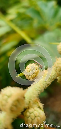 Microscopic plant with moskito Stock Photo