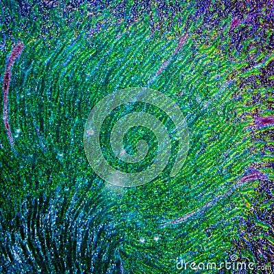 Microscopic section of human kidney Stock Photo