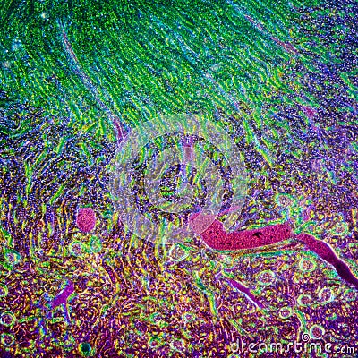 Microscopic section of human kidney Stock Photo