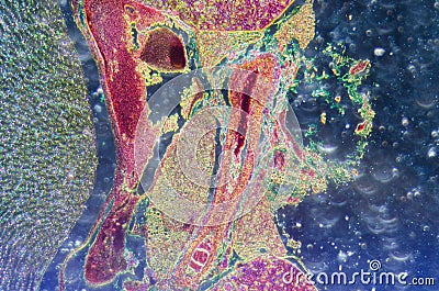 Microscopic section of human kidney Stock Photo