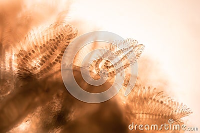 Microscopic shot of Cristatella mucedo moss animal tentacles Stock Photo