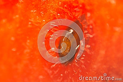 Microscopic shot of seed in watermelon as an abstract background Stock Photo