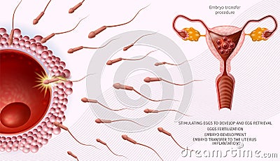 Microscopic Sperm Cells Around of Human Egg Banner Vector Illustration