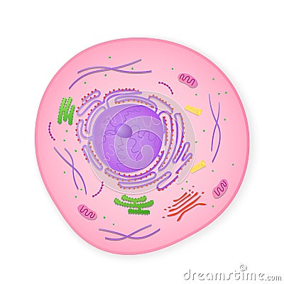 Microscopic structure of cell. Cytoplasm with elements of golgi apparatus Vector Illustration