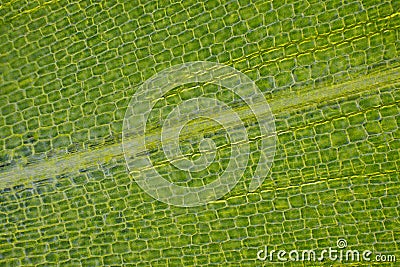 Microscopic view of Canadian waterweed Elodea canadensis leaf Stock Photo