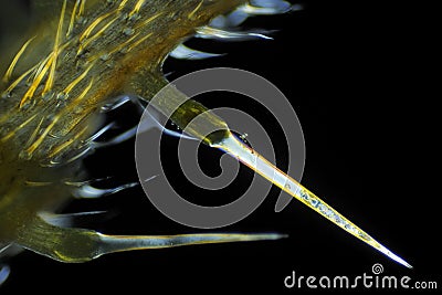 Microscopic view of Common nettle Urtica dioica defensive hair Stock Photo